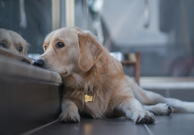 How stress and anxiety can affect your pet's health