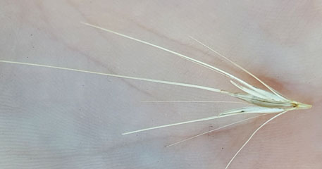 grass-seed-cromwell-vets