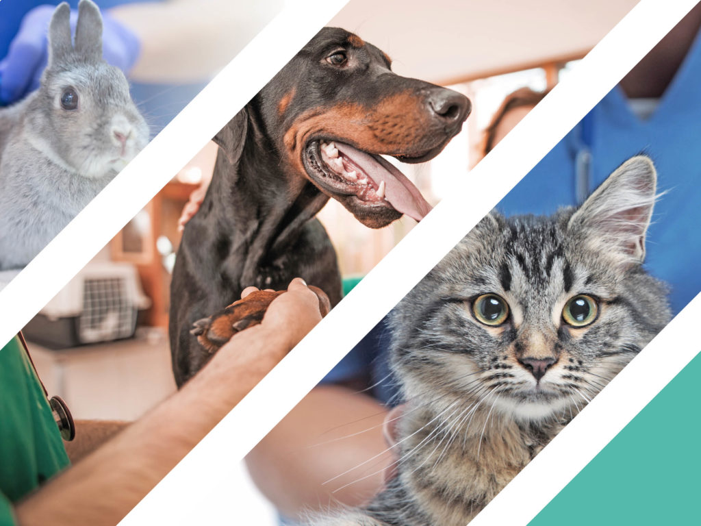 Celebrate our amazing team with us this World Veterinary Day! | Cromwell  Vets