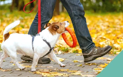 dog looking at owner whilst walking